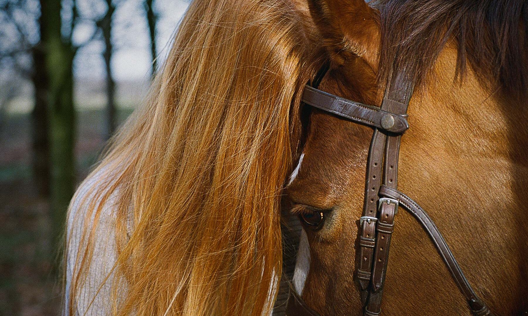 A red haired woman with a brown horse in a woodland